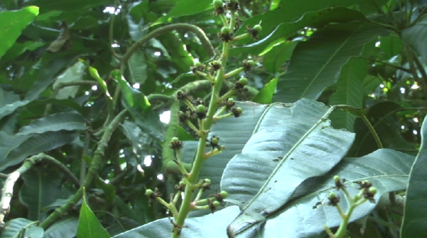 Xoài mùa - Bỏ thì thương vương thì tội