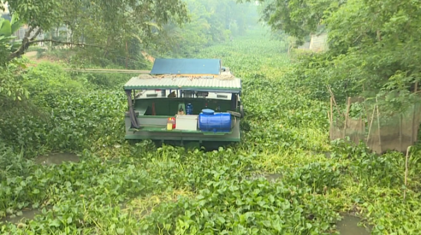 Lời giải căn cơ cho nạn lục bình ken đặc sông rạch
