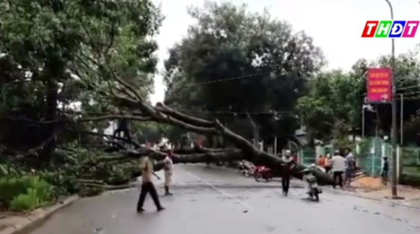 Mưa lớn làm bật gốc hàng loạt cây xanh