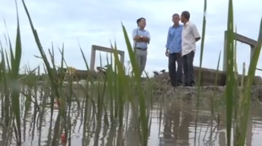 Đồng Tháp kiểm soát diện tích lúa Thu Đông