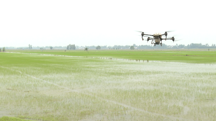 Mở rộng diện tích canh tác lúa sinh thái kết hợp bảo tồn sếu đầu đỏ