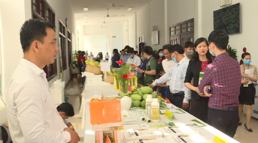 Chuyên gia bày cách đưa xoài Việt ra thế giới