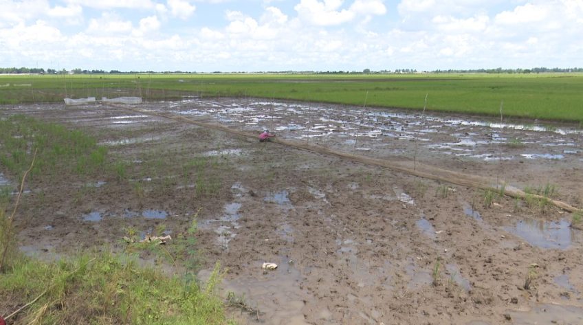 Nước tràn đồng rồi lại rút nhanh, bà con vùng đầu nguồn hụt hẫng