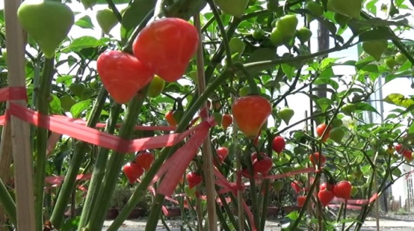 Nông sản lên chậu chưng Tết Tân Sửu 2021