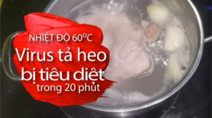 Virus tả heo châu Phi không lây cho người