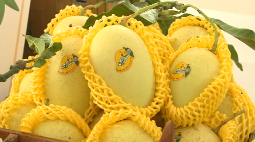 Công nghệ mới sơ chế, bảo quản xoài