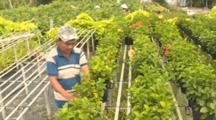 Làng hoa Sa Đéc đã có đơn đặt hàng trở lại