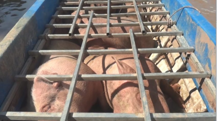 Bắt giữ 20 con heo nhập lậu qua biên giới