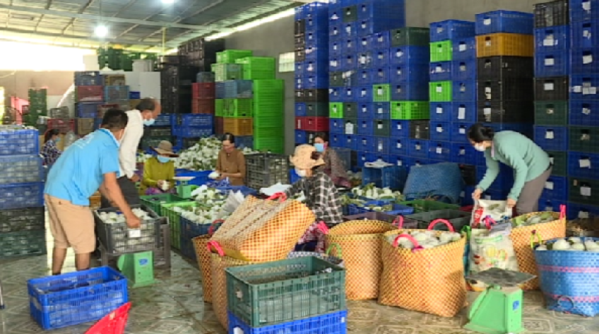 Phát huy liên kết nhà vựa – siêu thị trong mùa dịch