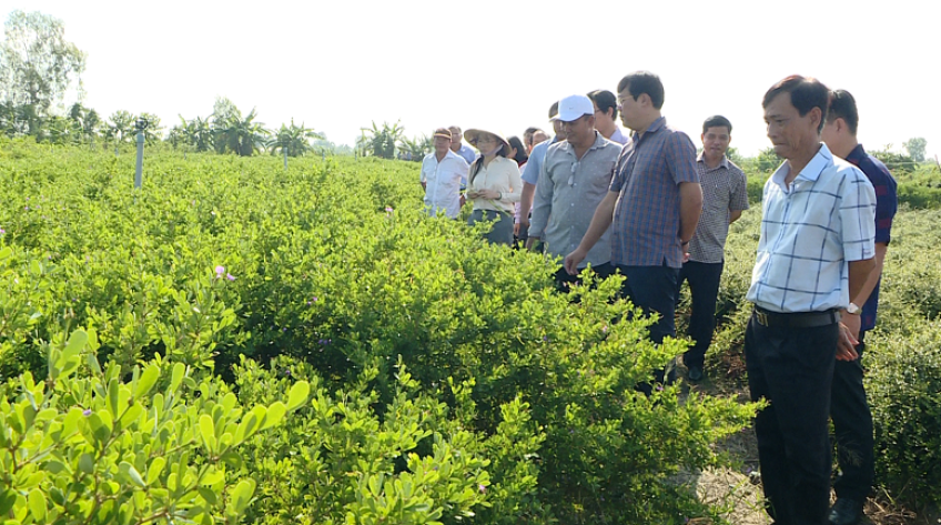 Thăm mô hình nông nghiệp TP.Sa Đéc, Lấp Vò