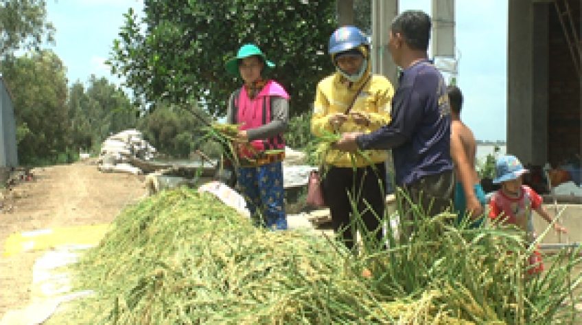 Vỡ đê trong đêm, 149 ha lúa ở Tháp Mười mất trắng