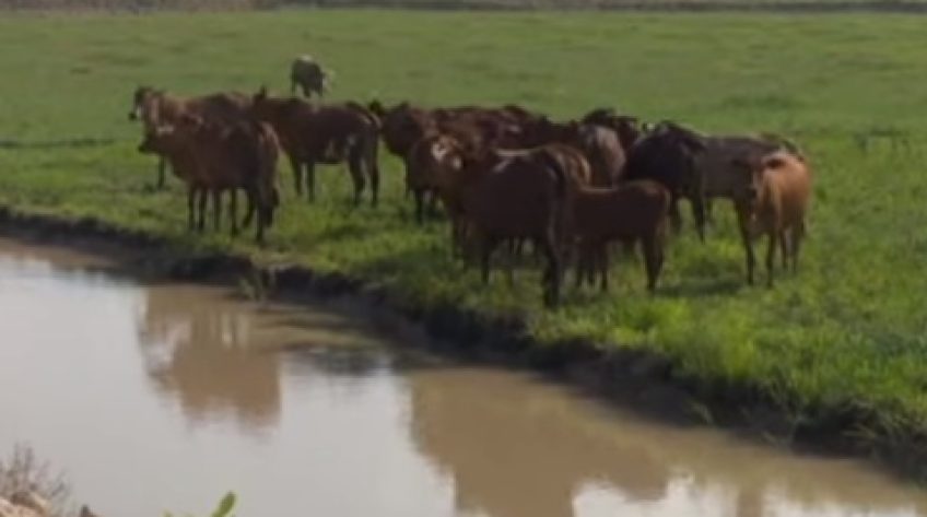 Tăng đàn vật nuôi thay thế thịt heo