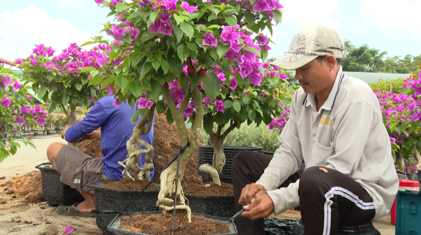 Nhà vườn Sa Đéc chăm sóc kiểng, đón Festival