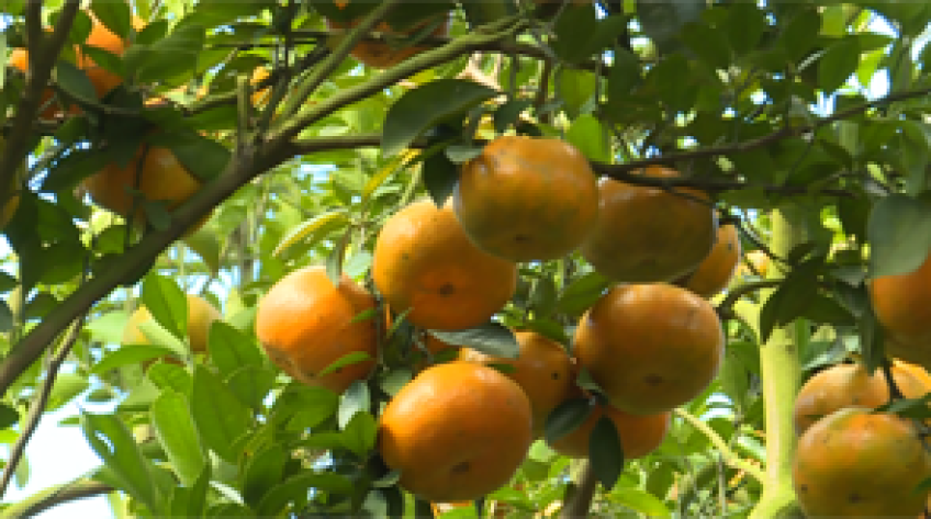 Nông dân Lai Vung thu hoạch quýt Hồng chín sớm