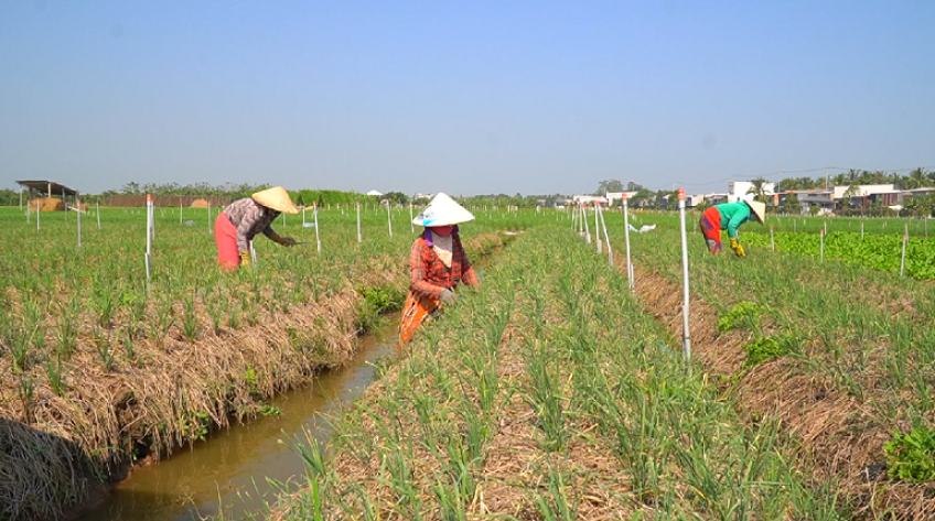 Người dân vùng rau kỳ vọng về vụ mùa mới