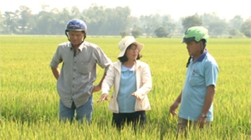 WB9 triển khai 13 mô hình vụ Hè Thu