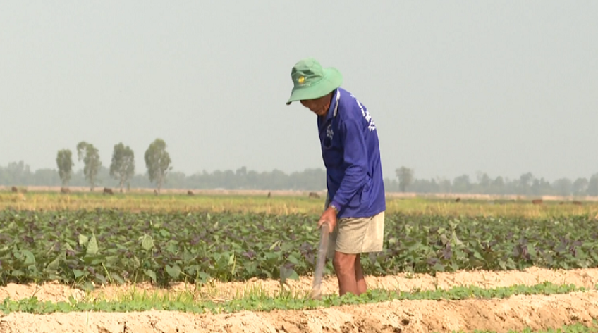 Mở rộng diện tích trồng màu vụ Xuân Hè