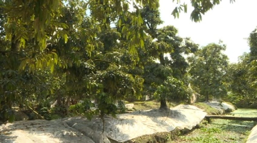 Cần chủ động bảo vệ vườn cây ăn trái trong mùa mưa