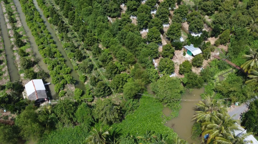 Tháp Mười: Nhiều vườn sầu riêng trổ bông bị nước đe dọa