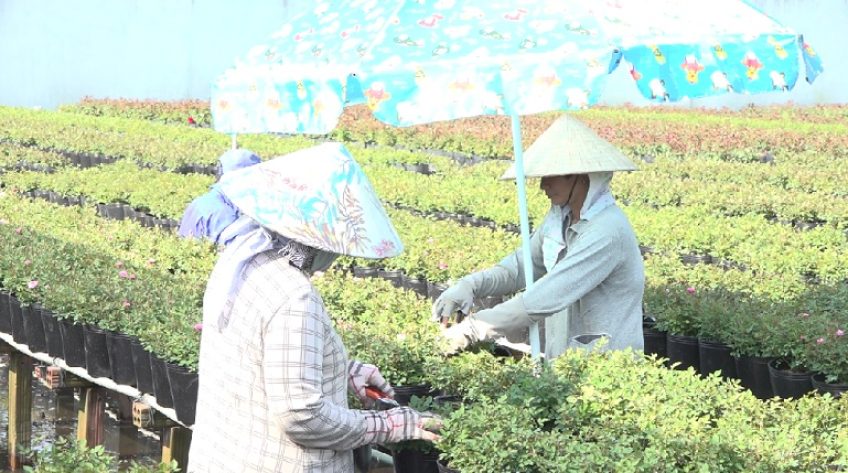 Sa Đéc: Hàng trăm lao động có thêm thu nhập từ mùa hoa Tết