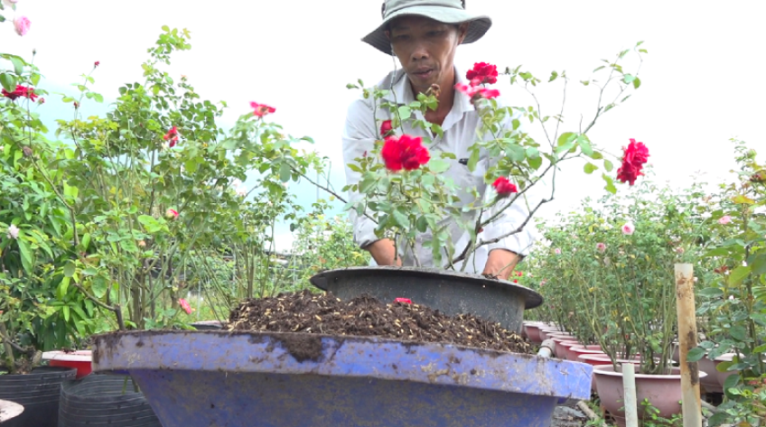 Nông dân trồng hoa tết tiết kiệm chi phí