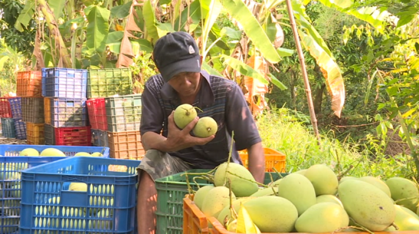 Giá xoài xuống thấp, nông dân lao đao