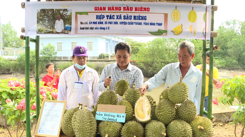 Tín hiệu tích cực từ ngày hội sầu riêng Châu Thành