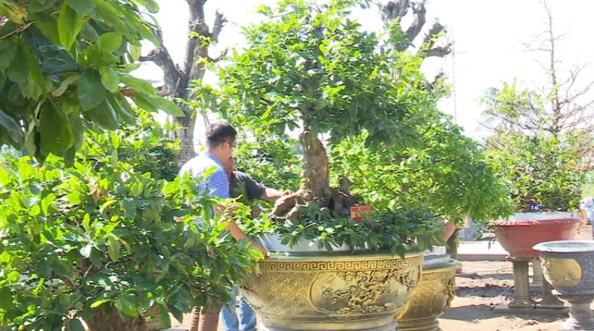 Độc đáo gốc mai trăm tuổi giác vàng