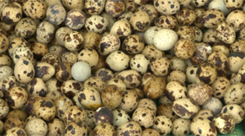 Tiêu hủy trên 6 ngàn trứng cút không an toàn vệ sinh thực phẩm