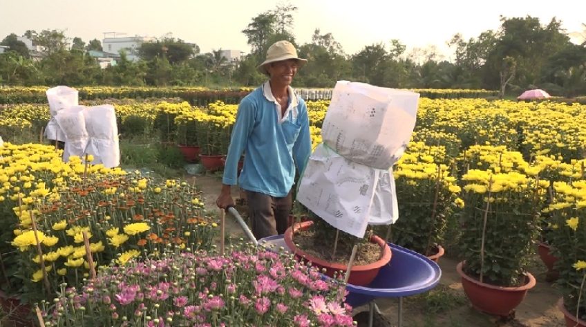 Hoa Tết Sa Đéc xuất giàn đi ra thị trường