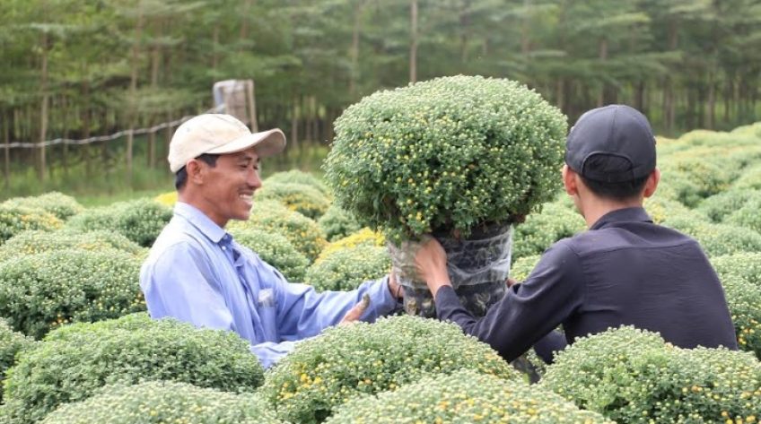 Cúc mâm xôi bắt đầu xuất giàn phục vụ thị trường Tết