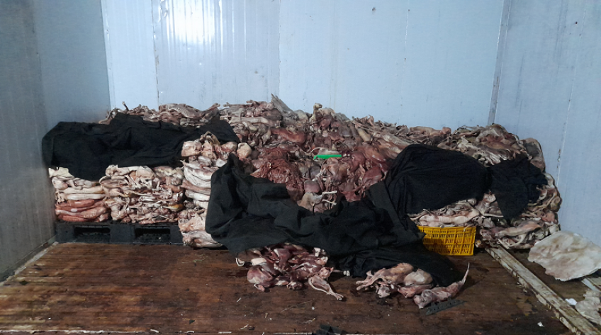 Lần thứ hai phát hiện số lượng lớn mèo không rõ nguồn gốc ở cùng cơ sở