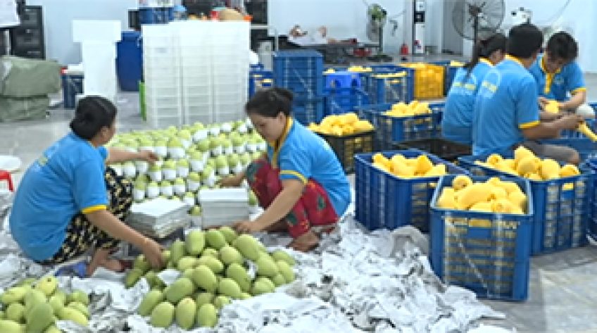 Vựa xoài mùa cao điểm