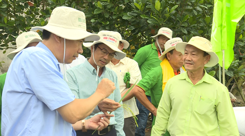 Mô hình liên kết sản xuất lúa ở Tháp Mười được đánh giá cao
