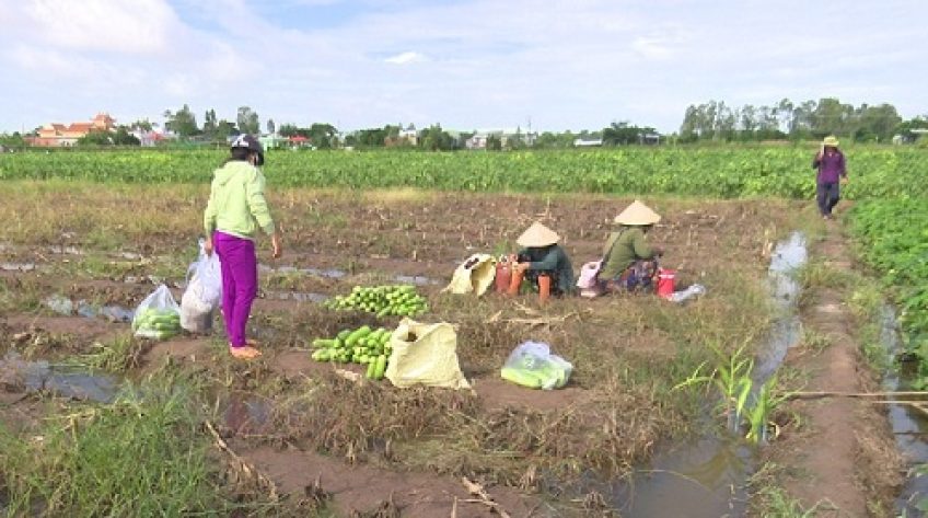 Nông dân thu hoạch hoa màu chạy lũ
