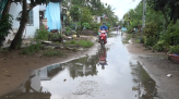 Tiềm năng phát triển cây tre