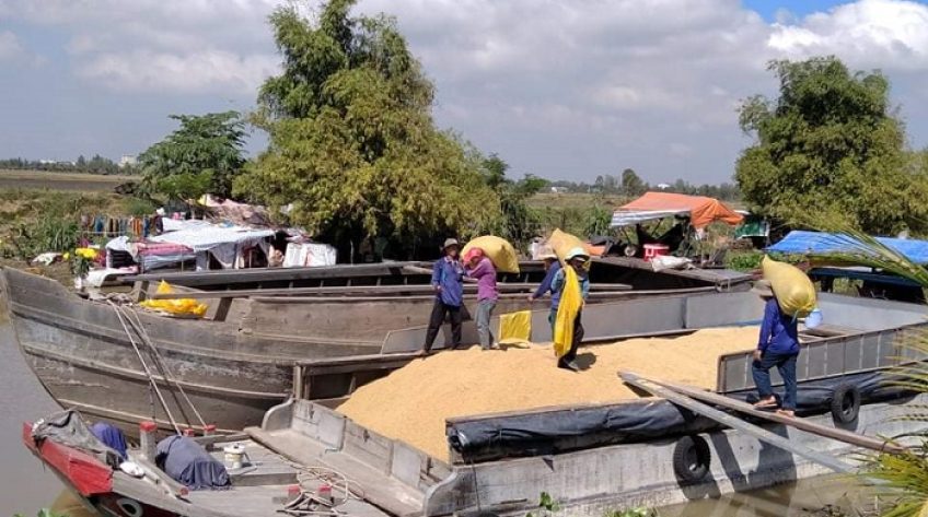 Liên kết với doanh nghiệp vụ lúa Thu Đông, nông dân Tam Nông thu lãi 17-20 triệu đồng/ha