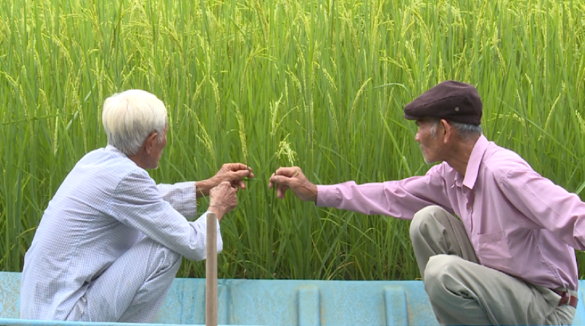 Phát triển sản xuất hữu cơ từ phương pháp canh tác kết hợp