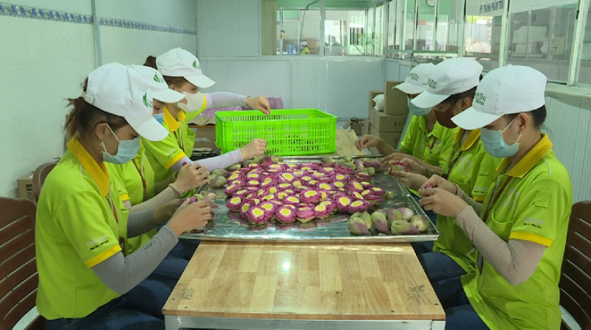Sen hồng Đồng Tháp khởi sắc từ Lễ hội Sen