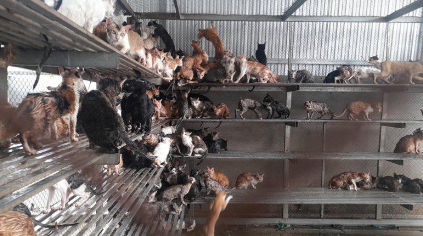 Phát hiện 4 tấn mèo đông lạnh, hàng trăm con mèo không rõ nguồn gốc