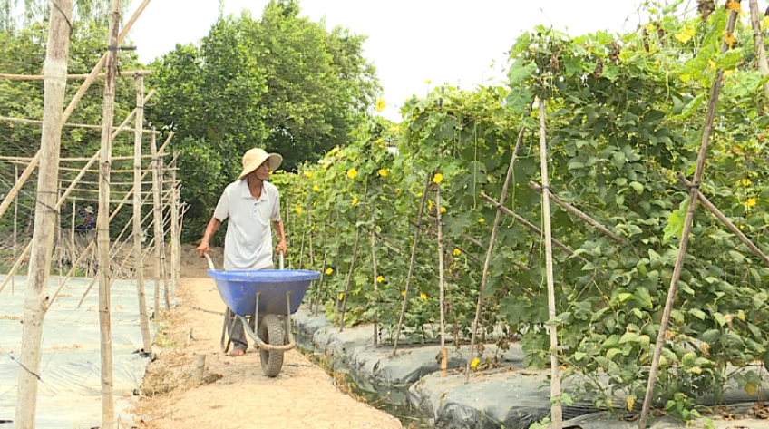 Phát huy vai trò tổ chức Đảng trong HTX