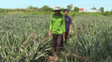 Đồng Tháp: Tăng cường liên kết bao tiêu lúa Hè Thu