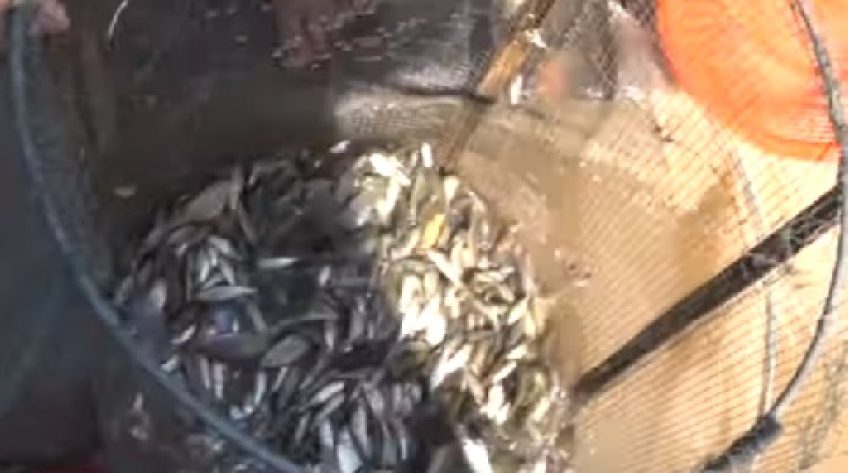 Vùng biên vào mùa ủ nước mắm