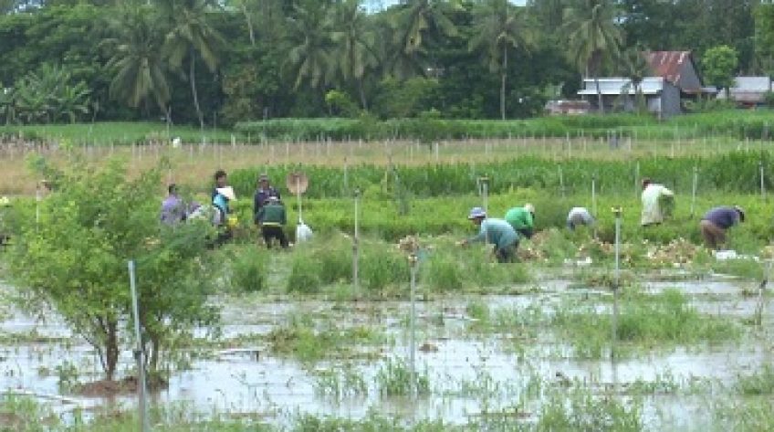 Nhiều diện tích hoa màu thiệt hại nặng do ngập nước mưa