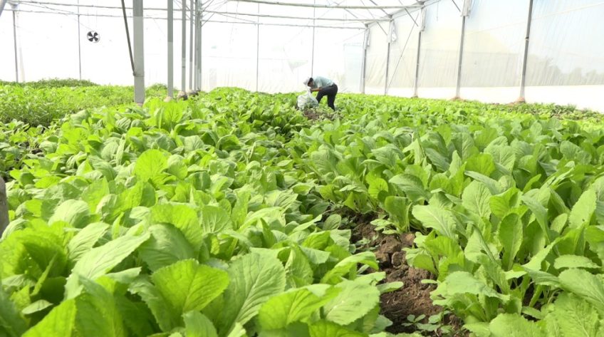 Rau màu Long Thuận được chứng nhận VietGap