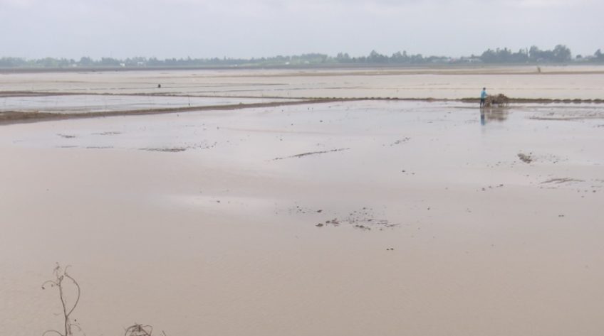 Nước rút, nông dân huyện Hồng Ngự bắt đầu xuống giống vụ lúa Đông Xuân