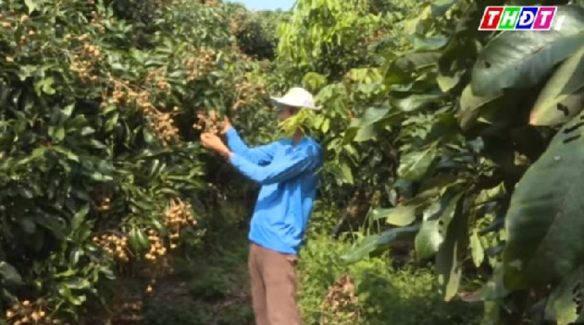 Đồng Tháp: Khó khăn triển khai mã số vùng trồng