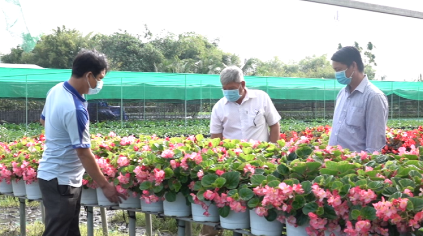 Làng hoa Sa Đéc giảm diện tích Tết, chú trọng sản phẩm mới