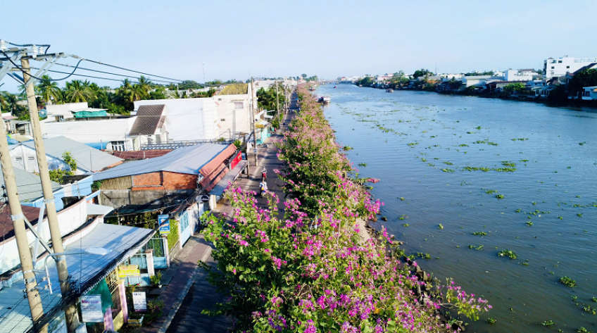 Ngọt ngào với tuyến đường hoa ban tím