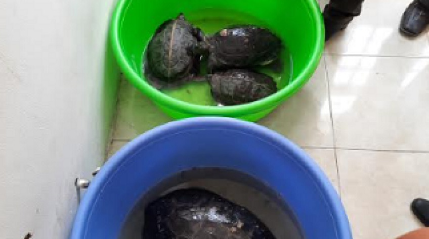 Phát hiện tiểu thương tại Sa Đéc bán rùa quý hiếm
